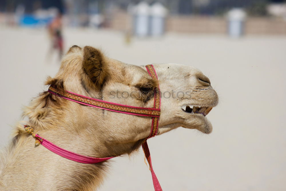 Similar – camels in dubai Camel