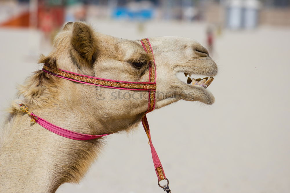 Similar – camels in dubai Camel