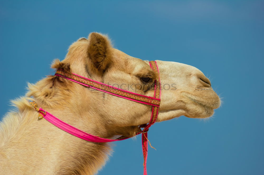 Similar – ninino Camel Dromedary