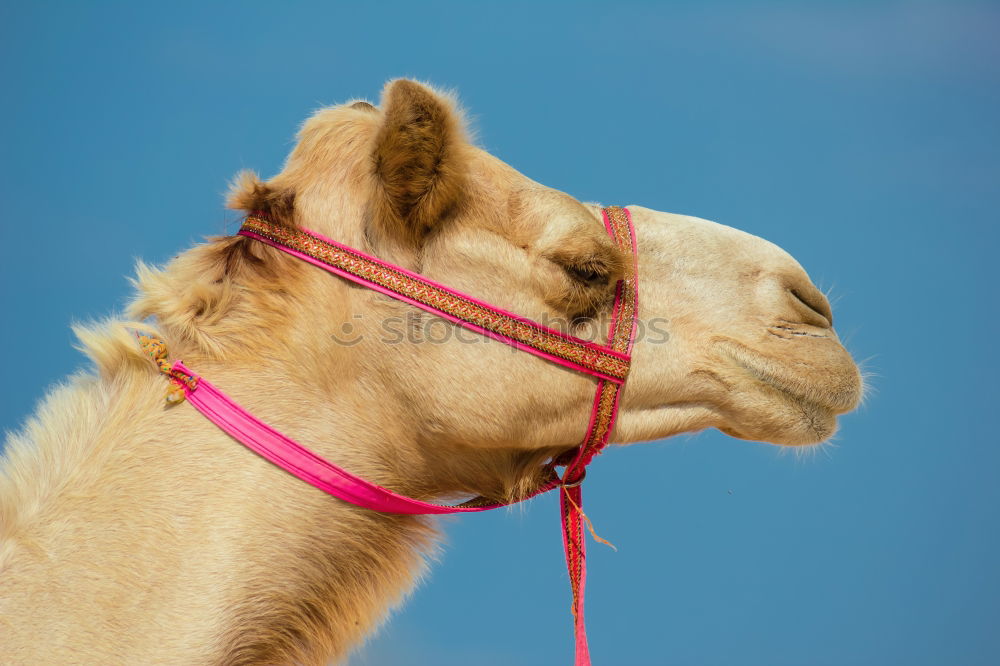 Similar – ninino Camel Dromedary