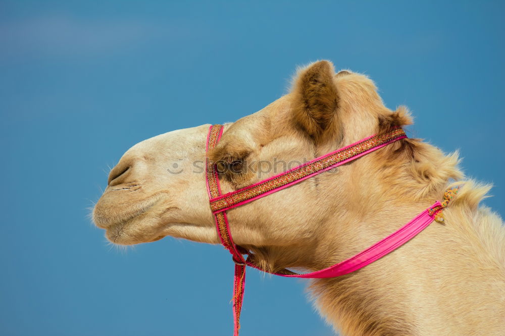 Similar – ninino Camel Dromedary