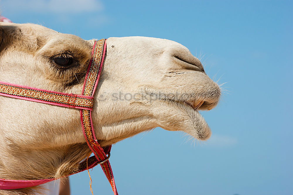 Similar – Image, Stock Photo y in oman empty quarter of desert a free