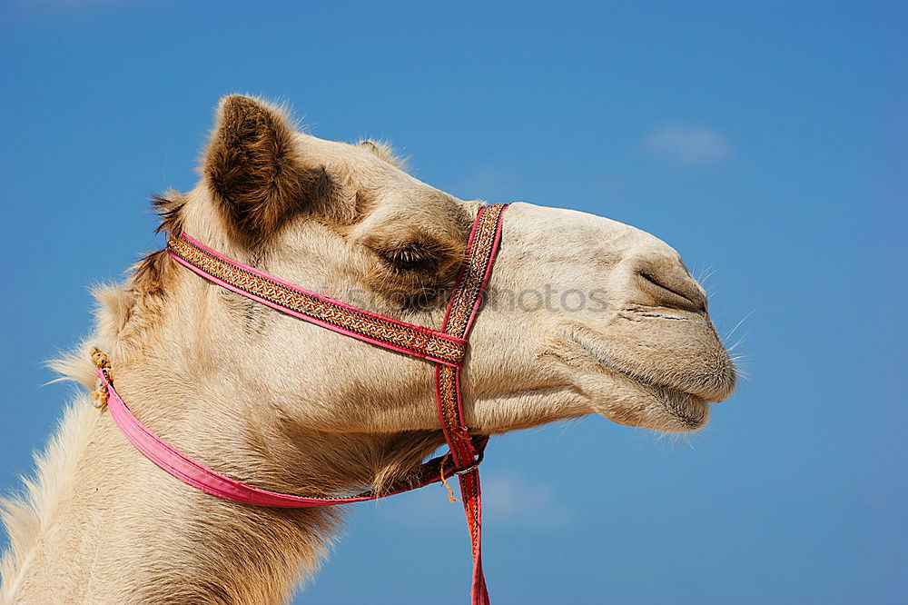 ninino Camel Dromedary