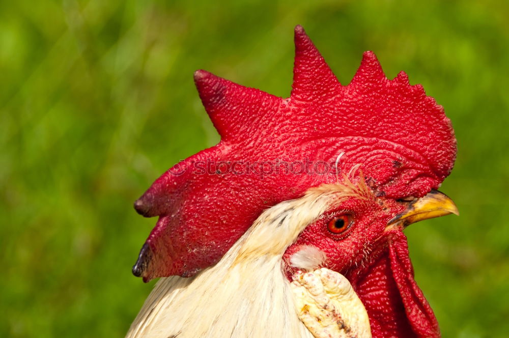 Similar – Image, Stock Photo white rooster portrait