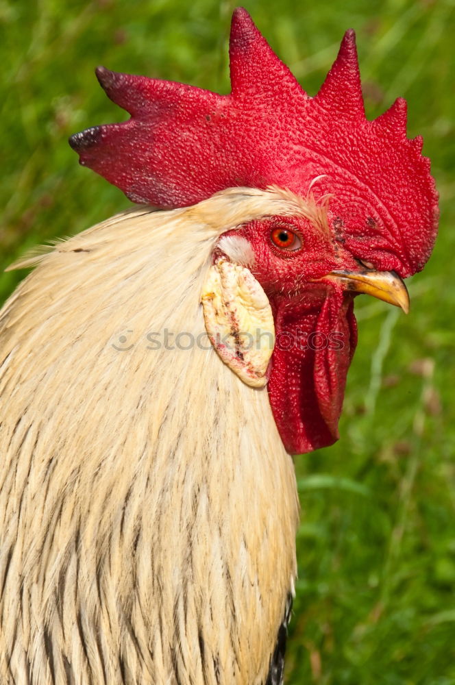 Similar – cockscomb Animal Rooster