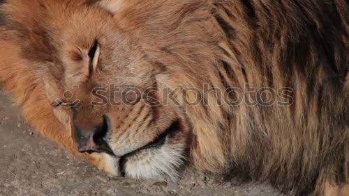 Similar – Close up portrait of male lion looking at camera