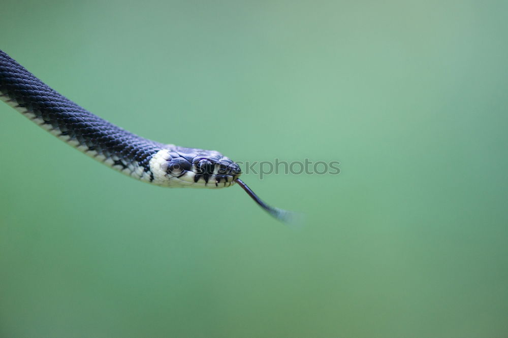 Similar – Image, Stock Photo Ambiguities | Looking Away. Snail eyes