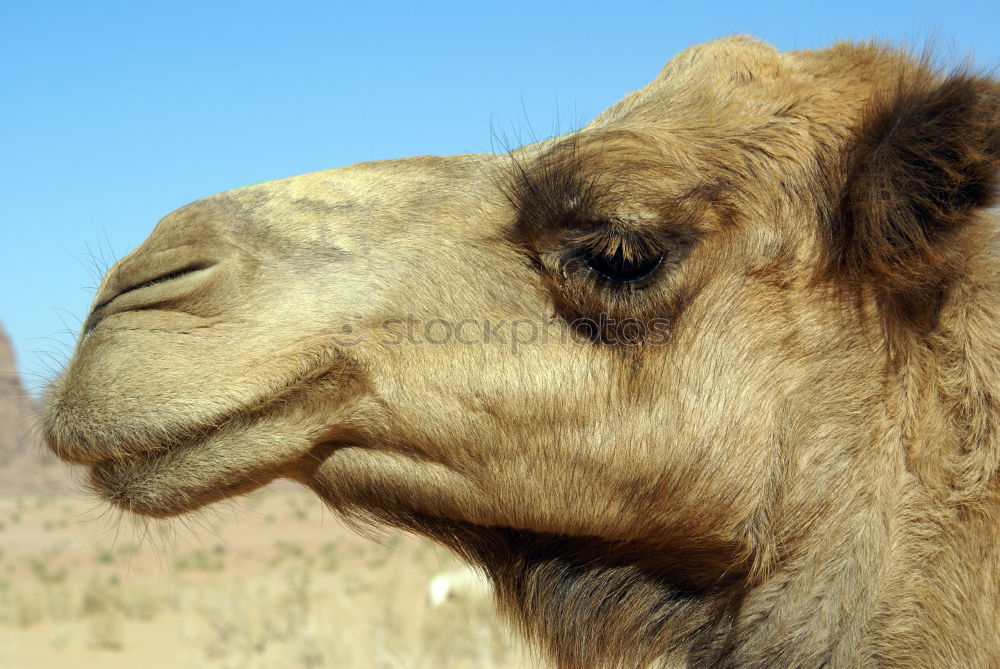 Similar – Camels in Dubai 2 Close-up