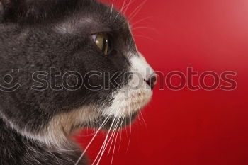 Similar – Image, Stock Photo Queen Mona Lifestyle