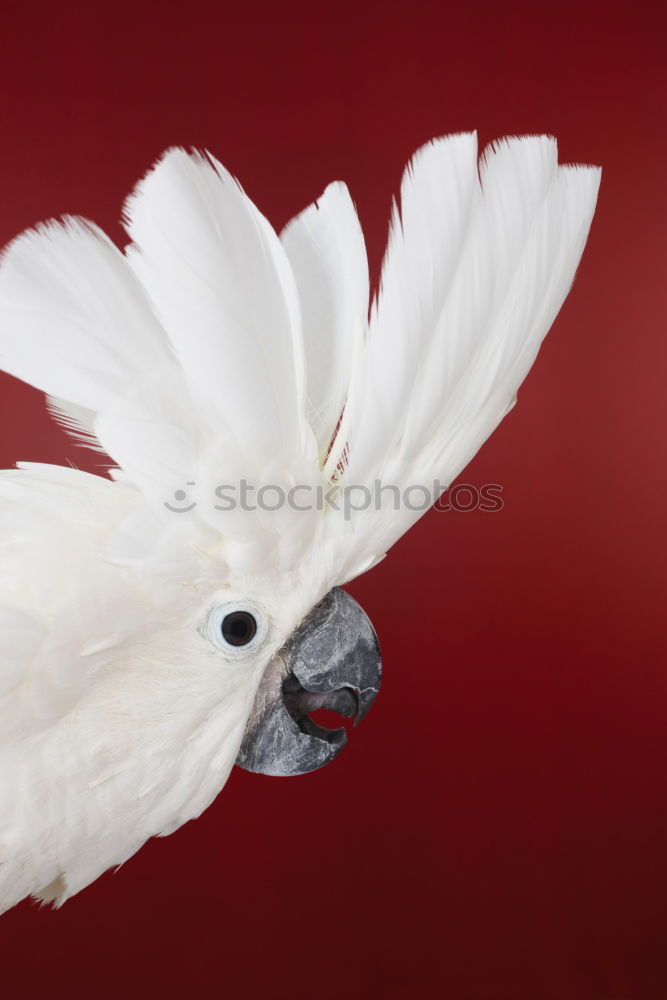 Similar – spot Bird Flying Captured