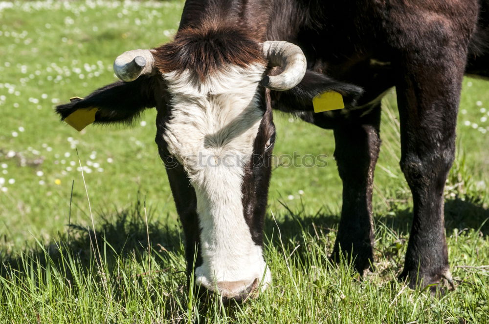 Similar – Image, Stock Photo 1x knuckle of veal Animal