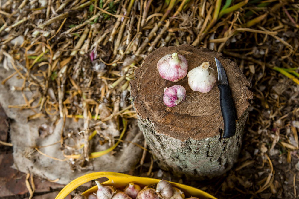 Similar – Planting potatoes