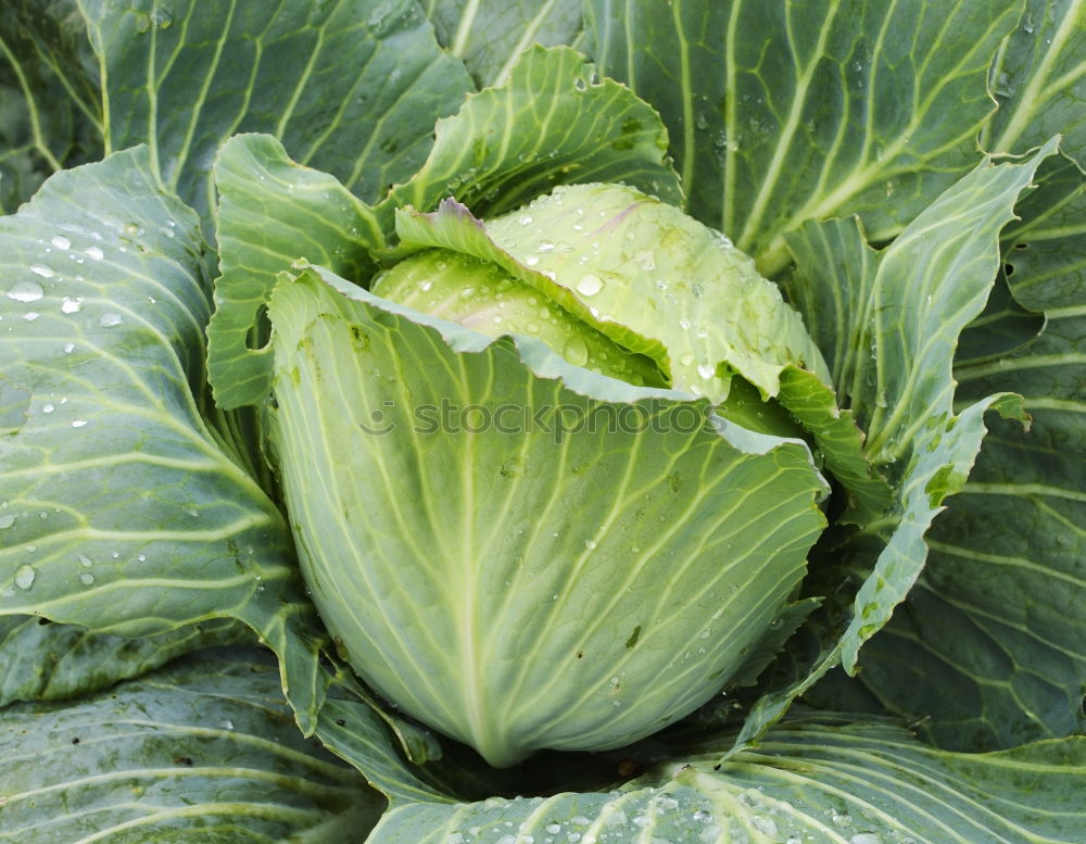 Similar – Image, Stock Photo savoy cabbage Food