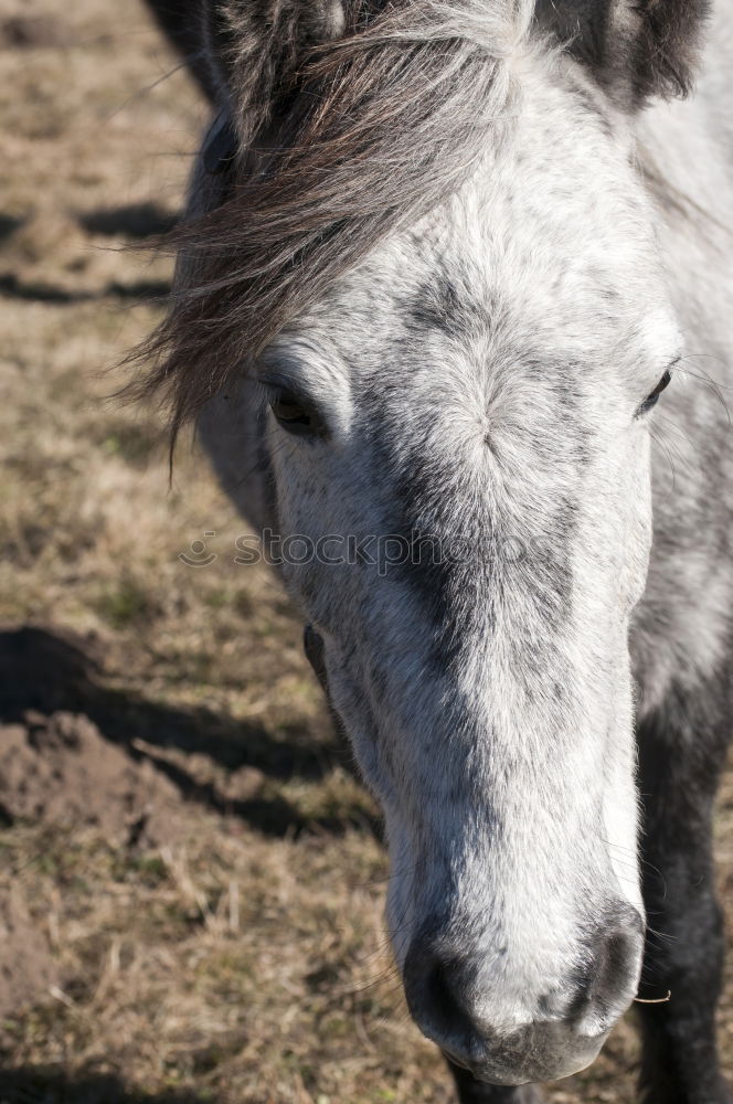 Similar – ass Animal Captured Donkey