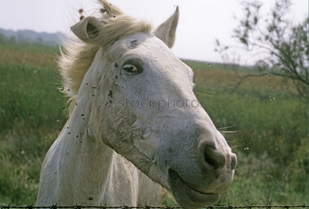 Horse in Karlshorst Erde