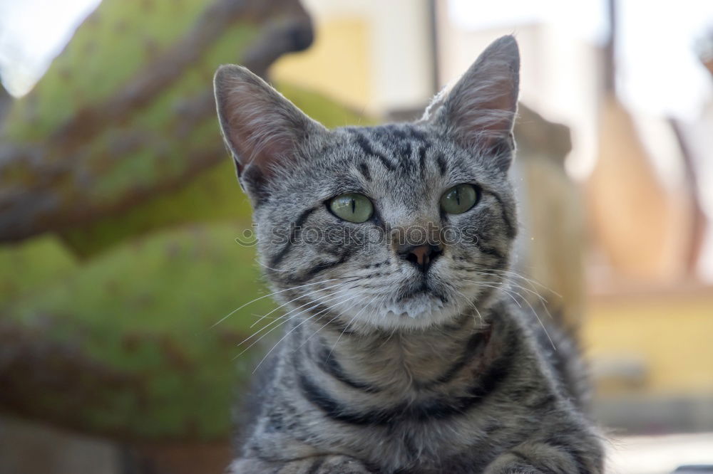 Similar – Little cat behind metal bars. Stray cat