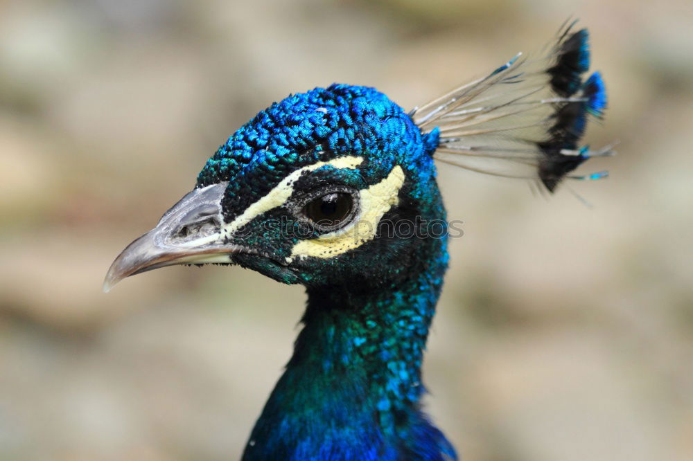 Similar – Image, Stock Photo peacock Animal Bird 1