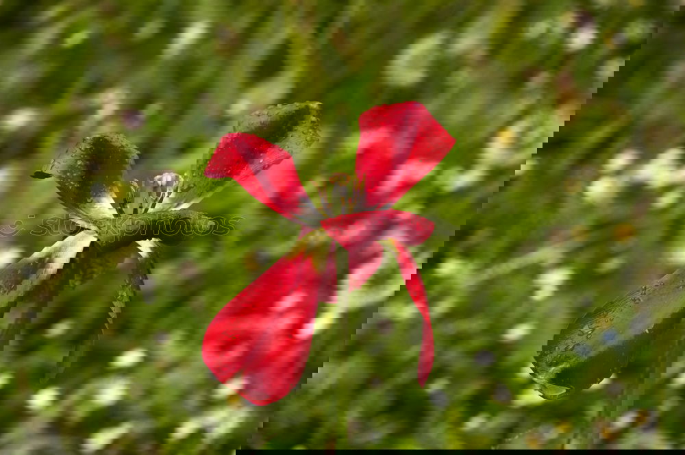 Foto Bild Farbtupfer Pflanze Sommer