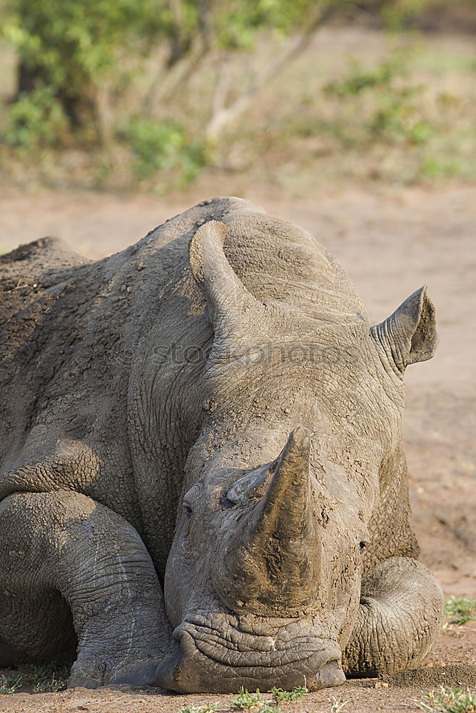 Similar – Image, Stock Photo Rhino mother with child