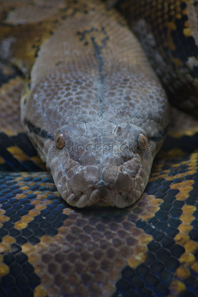 Similar – Image, Stock Photo Gabon Viper Animal