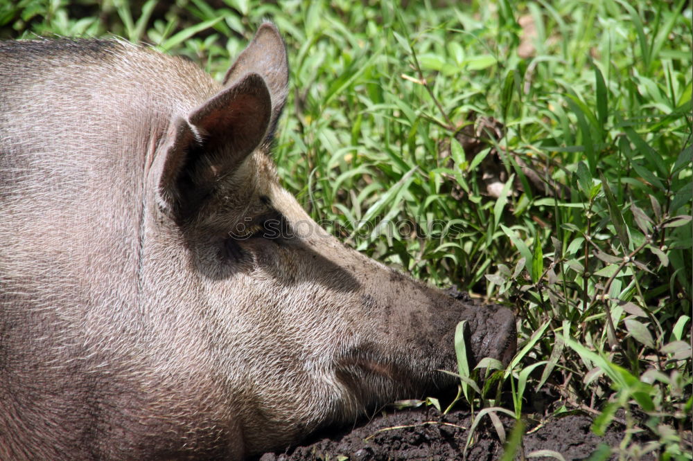 Similar – Portrait of a wild boar