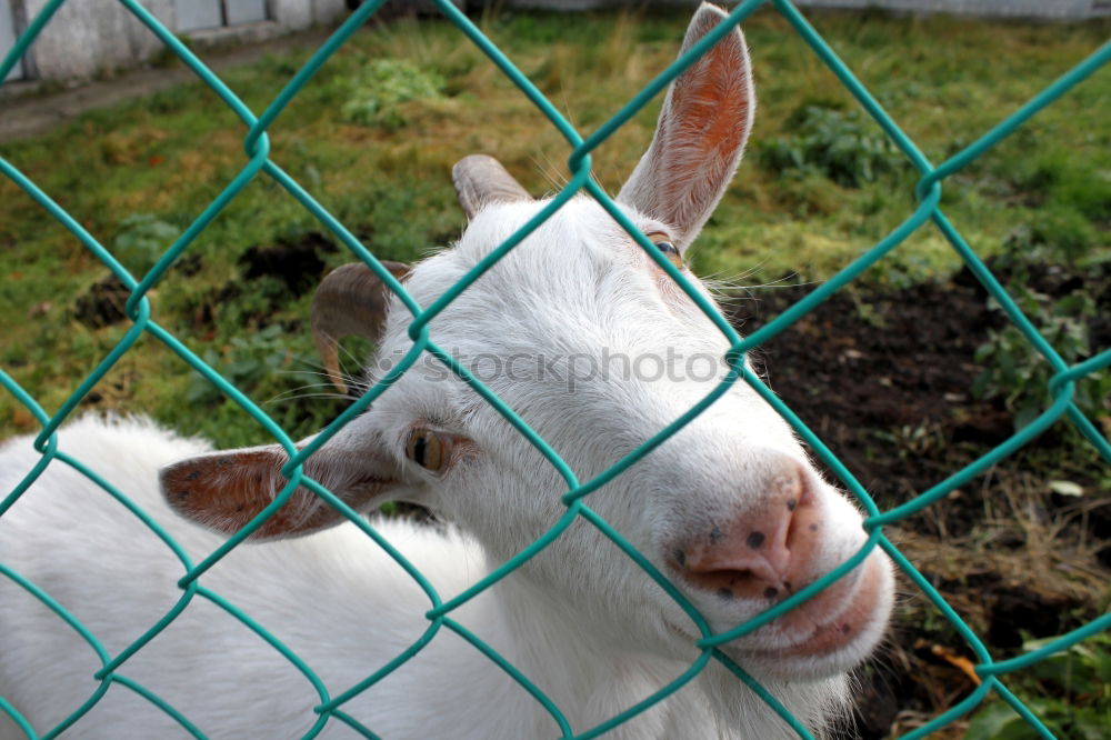 Similar – Image, Stock Photo little pig Summer