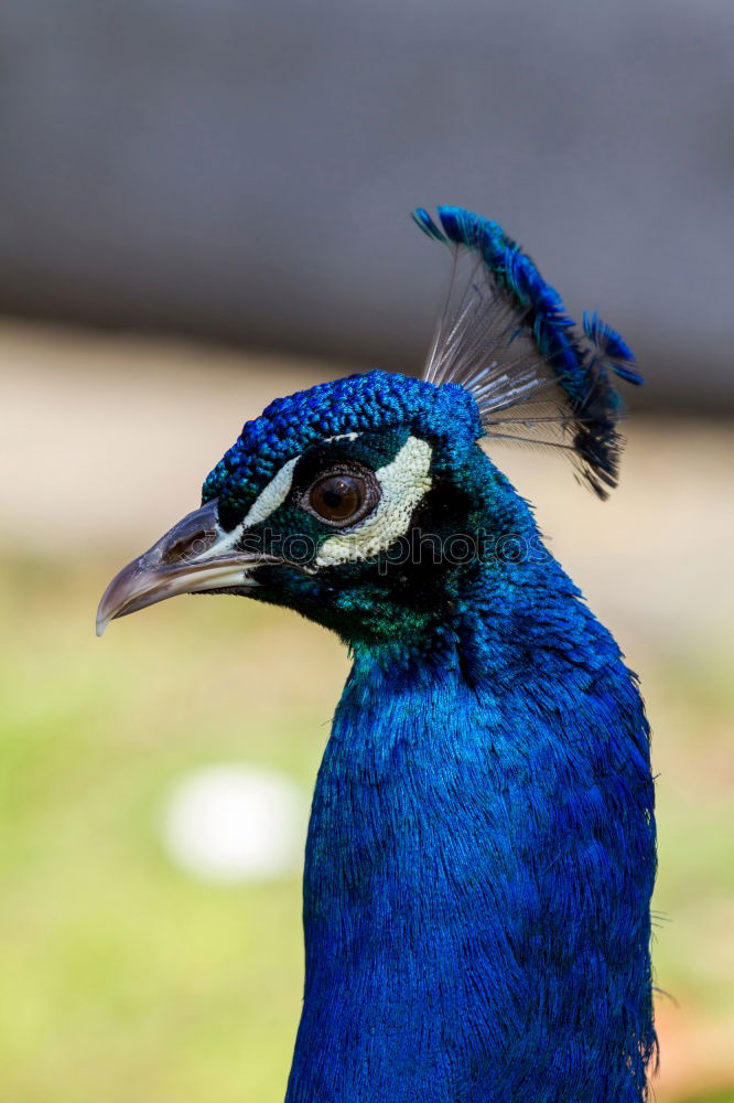 Similar – headdress Peacock