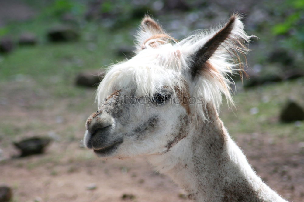 Similar – ass Animal Captured Donkey