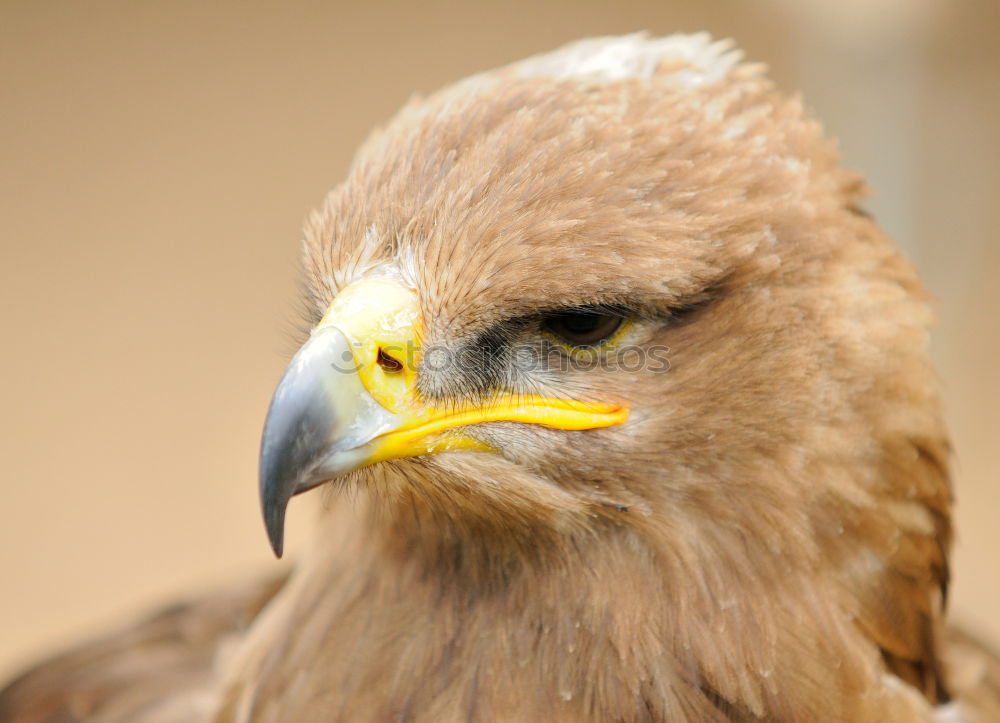 Similar – The majestic wild black vulture in its habitat