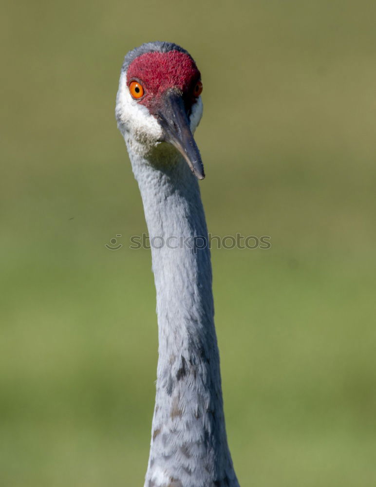 Similar – Look me in the eye. Stork