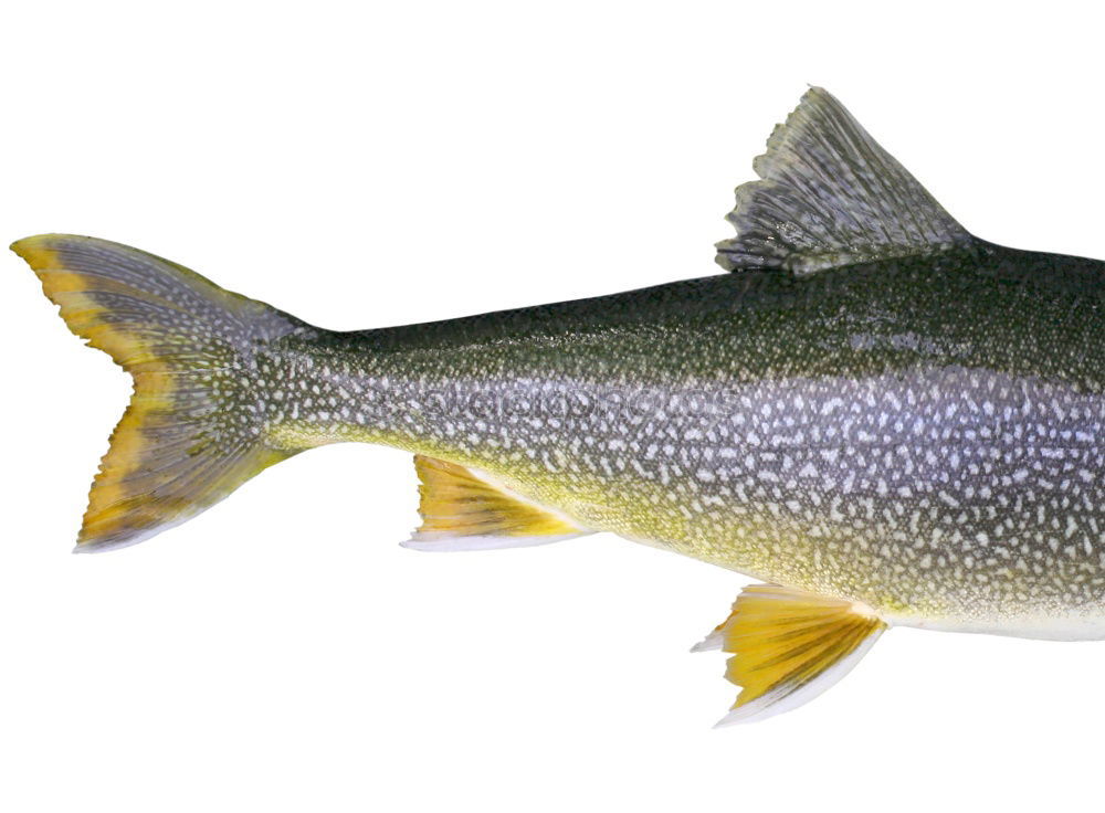 Similar – Image, Stock Photo raw trout on white paper