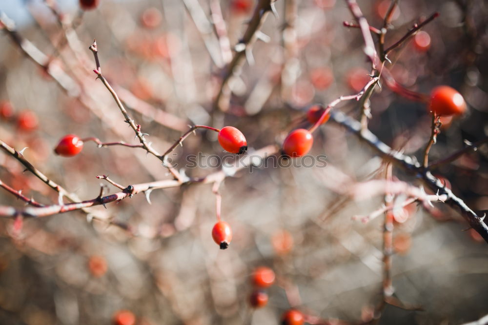 Similar – Image, Stock Photo Rowan branch in the snow