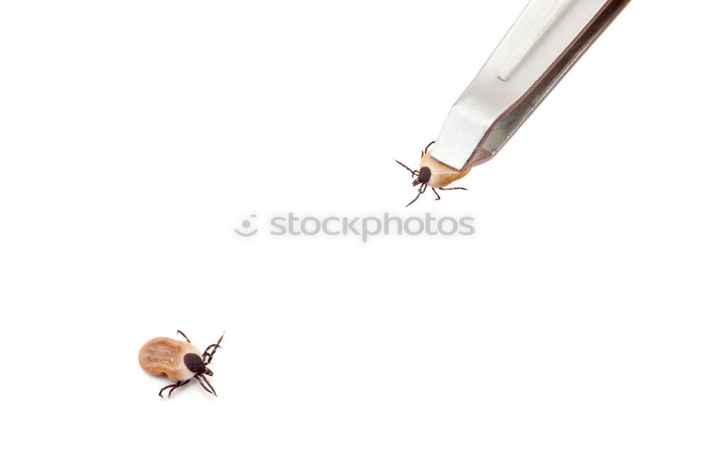 Similar – Image, Stock Photo Turbo worm Animal Snail 1