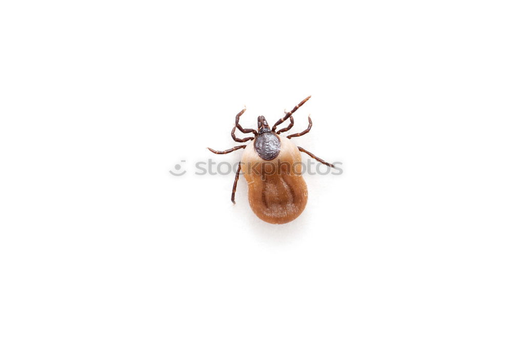 Similar – Image, Stock Photo Overeaten, the tick Tick 1