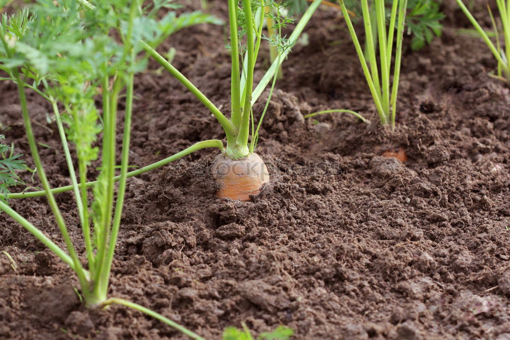 Similar – Image, Stock Photo Mole Garden Nature Animal