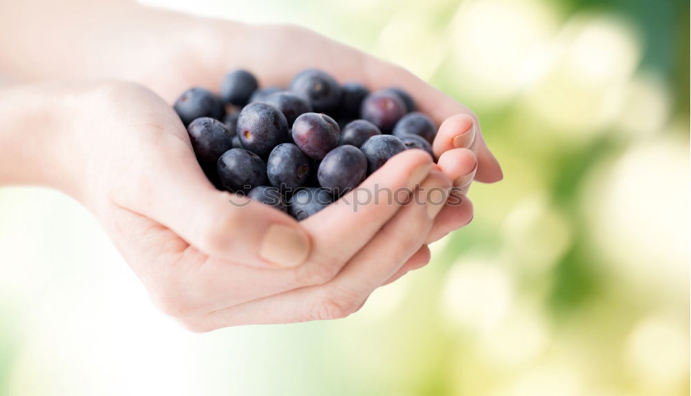 Similar – Image, Stock Photo fresh blueberry harvest