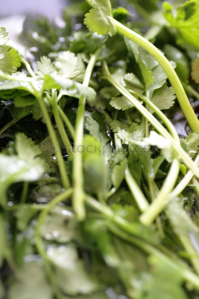 Similar – Image, Stock Photo salad Food Vegetable