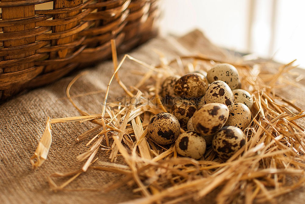 Similar – Image, Stock Photo Three fresh quail eggs on a gray wooden surface