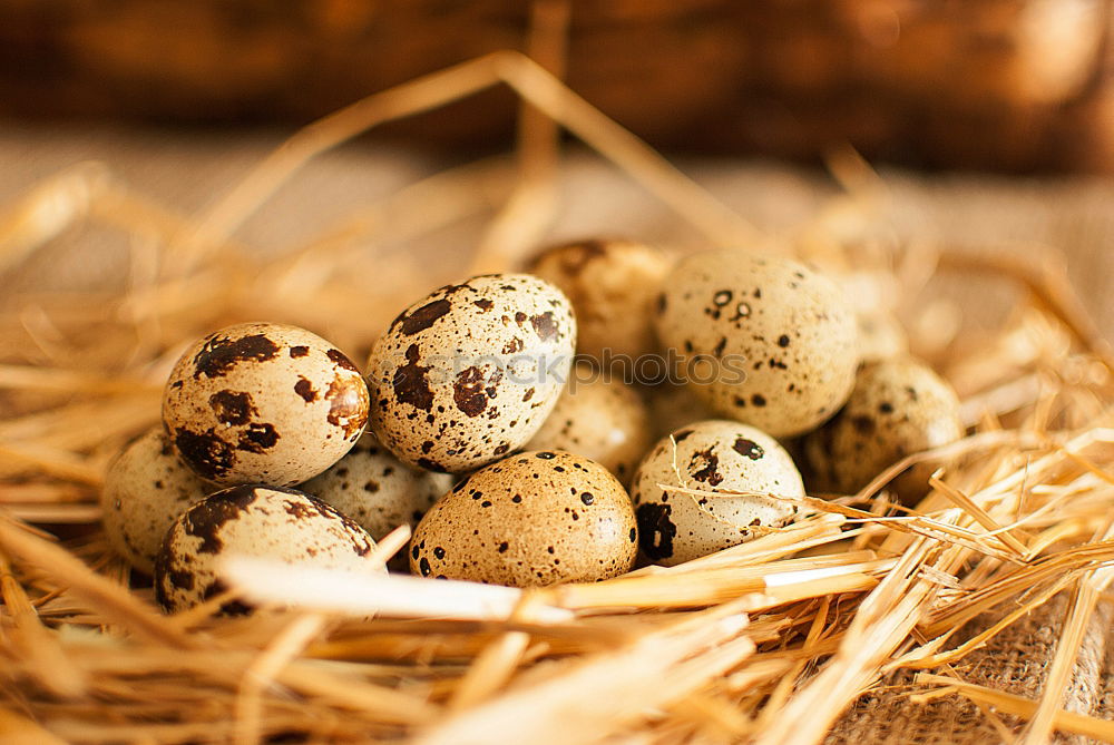 Similar – Image, Stock Photo 4 minutes: hard Egg