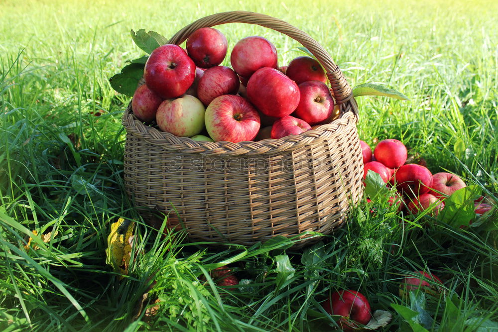 Similar – Image, Stock Photo Fruit basket in the meadow