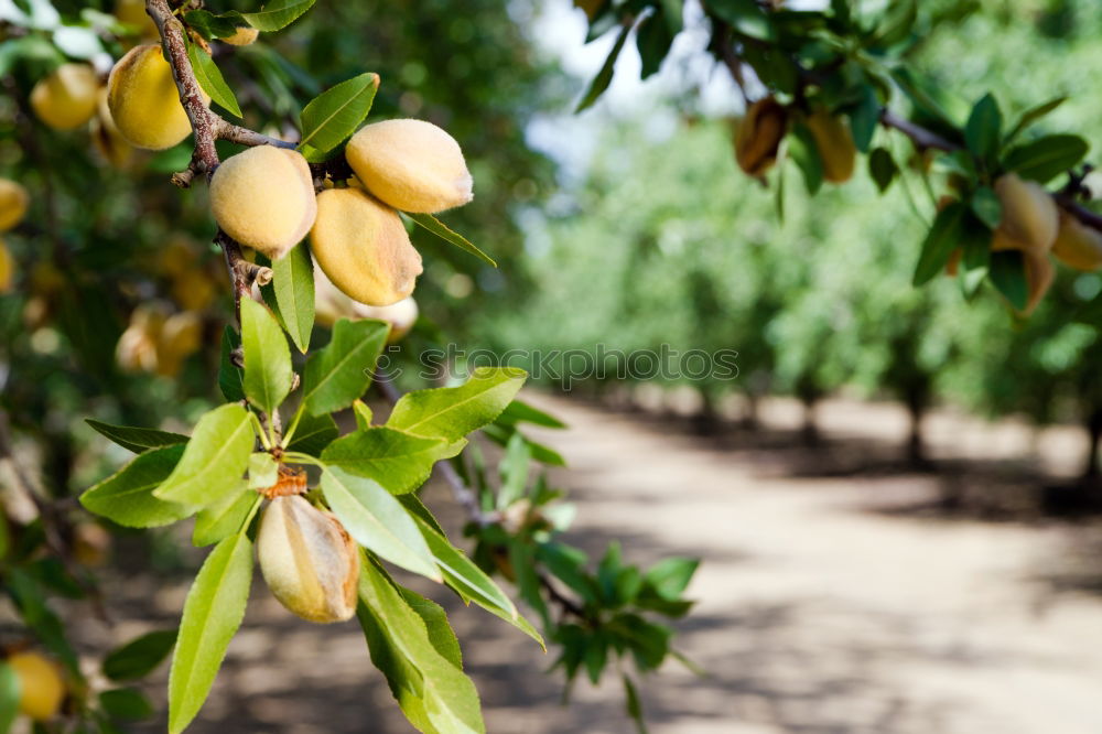 Similar – Persimmon trees. Fruit