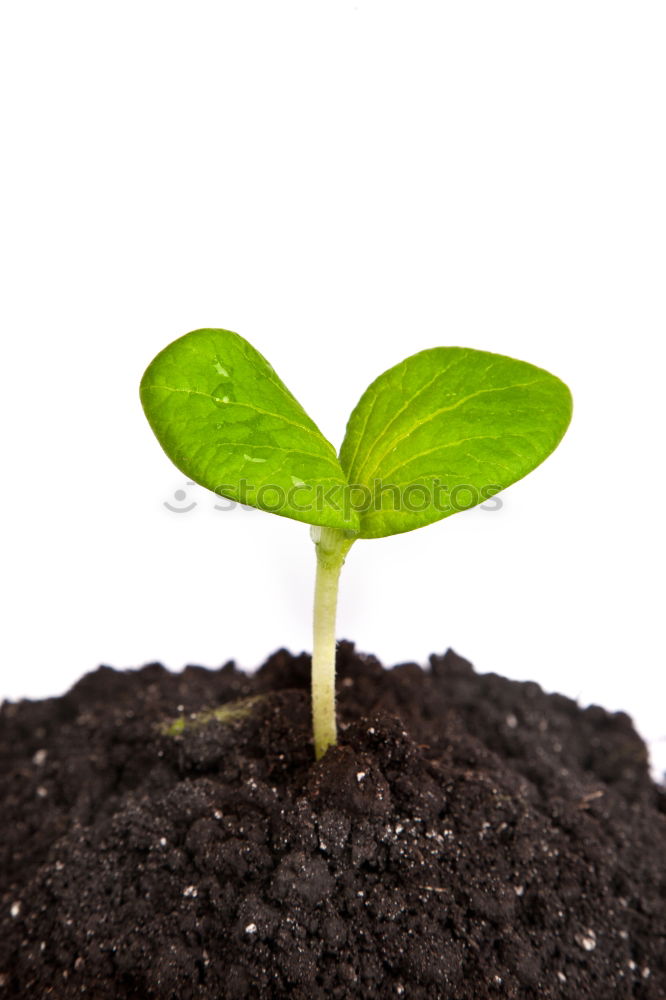 Similar – young plant with soil in one hand