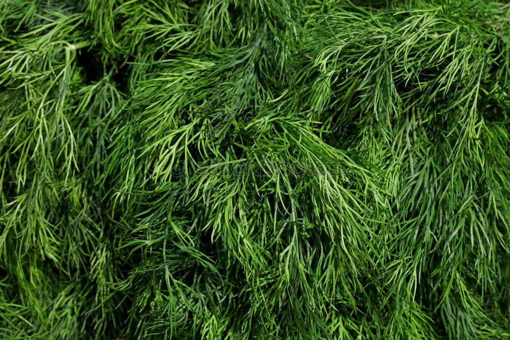 Similar – Image, Stock Photo scruffy Nature Plant Grass