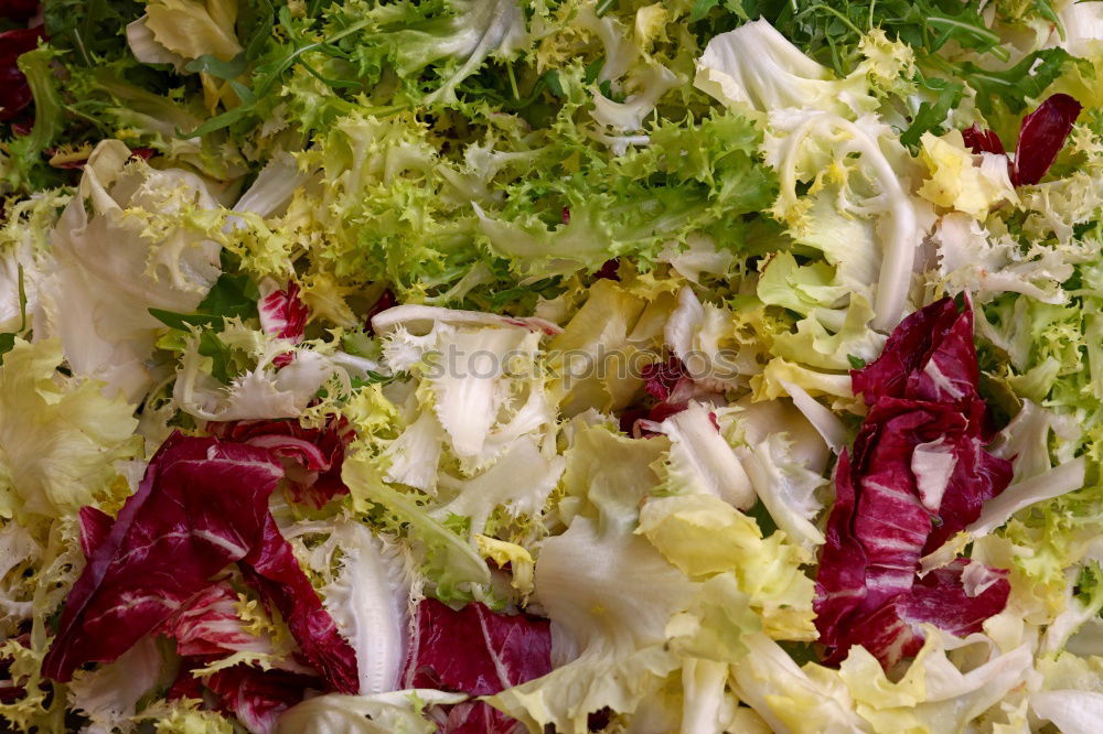 Similar – Rainbow Vitamins Lettuce