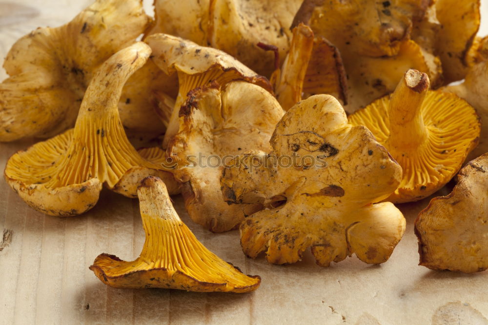 Similar – Image, Stock Photo chanterelles Chanterelle