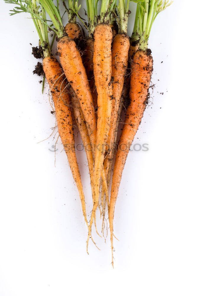 Similar – love of carrots Carrot 2