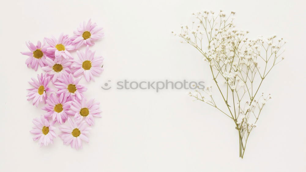 Similar – Bunch of gerbera daisies flowers on white desk, top view with copy space. Can used to Mothers day , Womens day, birthday or wedding. Greeting card