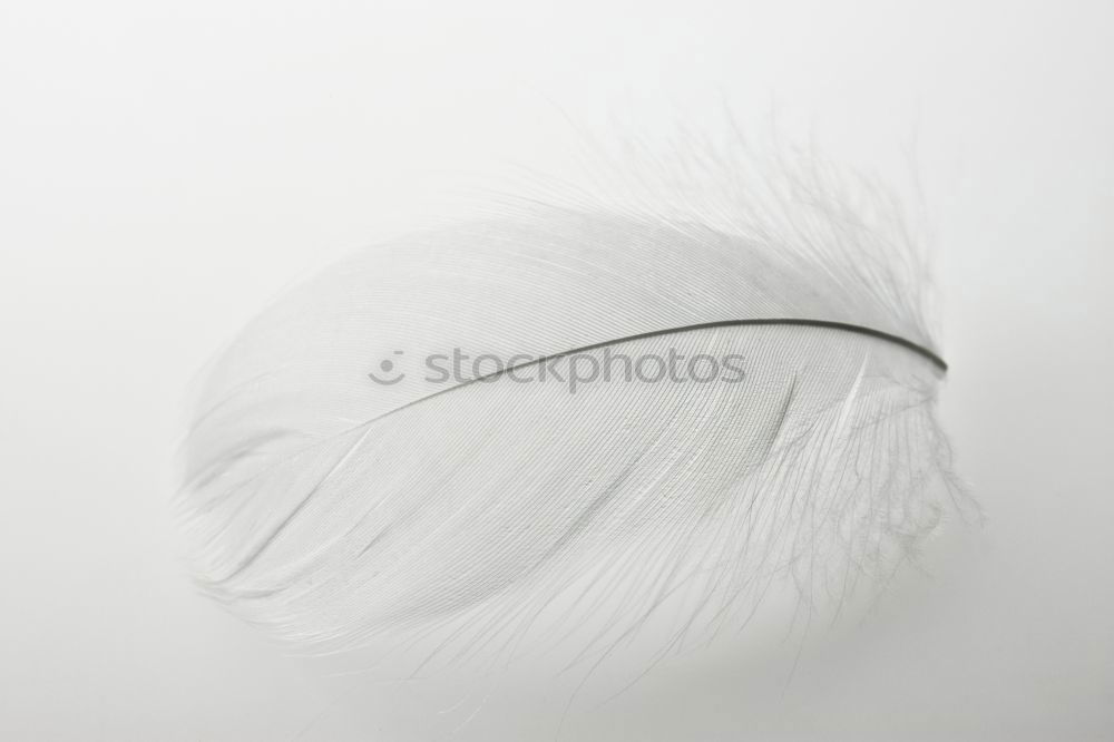 Similar – filigree Feather Esthetic