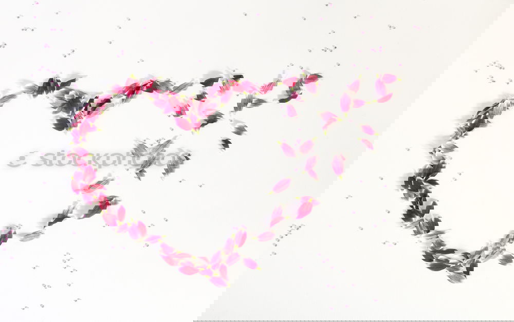 Similar – Image, Stock Photo Beautiful flower frame with pink petals