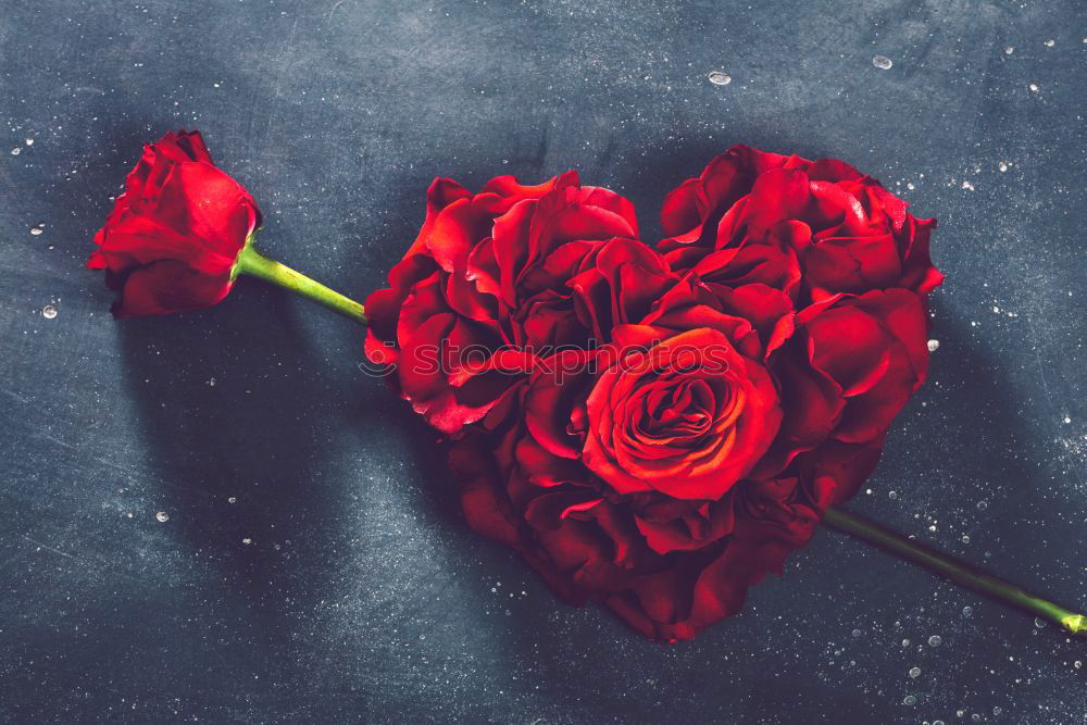 Similar – Image, Stock Photo young woman holding bouquet of red roses in her hands, valentines day, mother’s day, gift